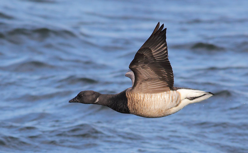 Brant-33033848