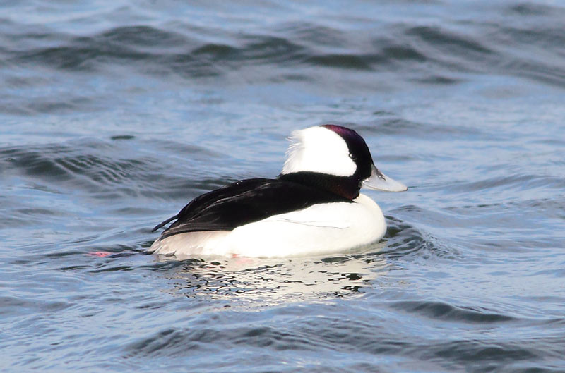 Bufflehead-31103861
