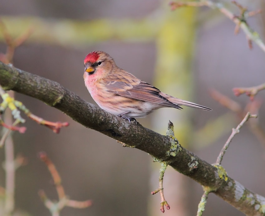 Common-Redpoll-02123776
