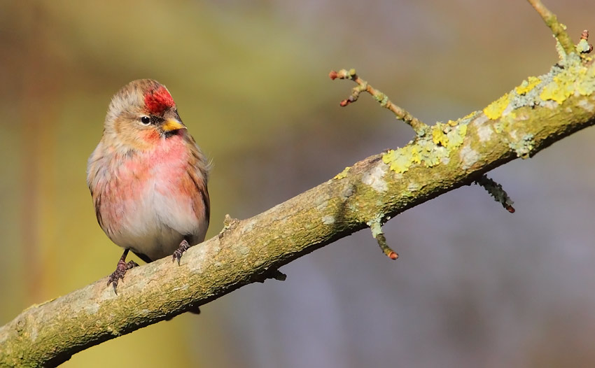 Common-Redpoll-99663771