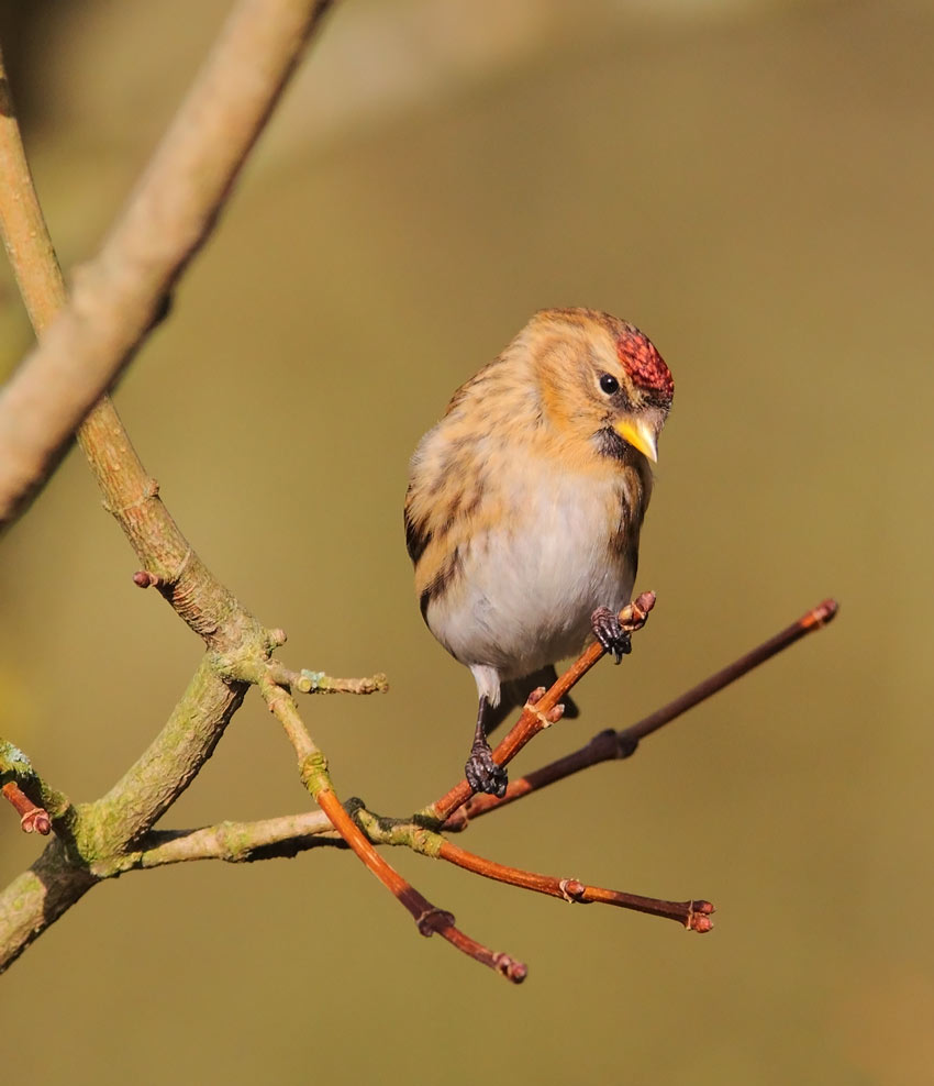 Common-Redpoll00313779