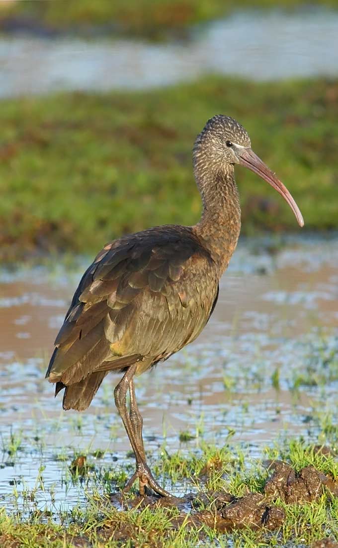 Glossy-Ibis-96313766
