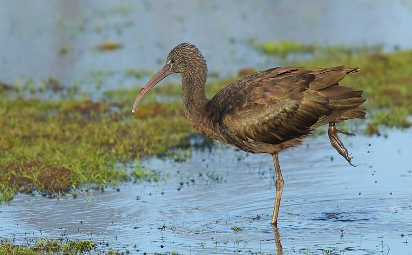 Glossy-Ibis-97723767