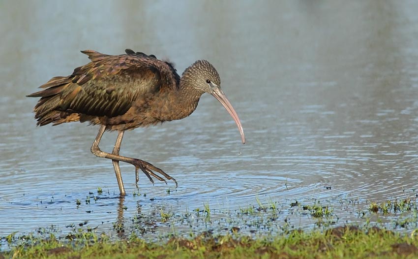 Glossy-Ibis-98103768