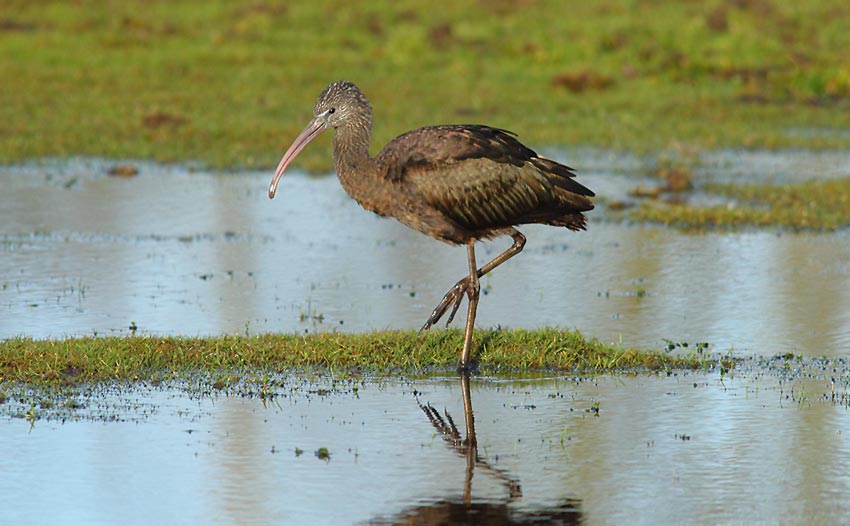 Glossy-Ibis-98193769