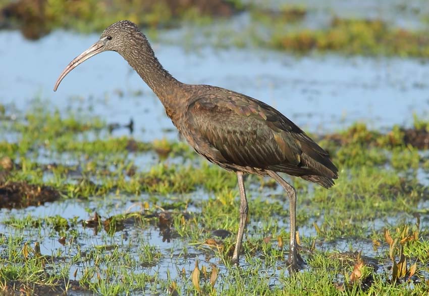 Glossy-Ibis-98993770