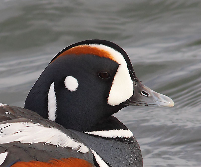 Harlequin-Drake-03263793A
