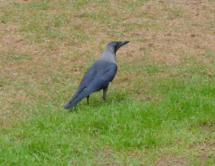 House-Crow-OOTI-018323743