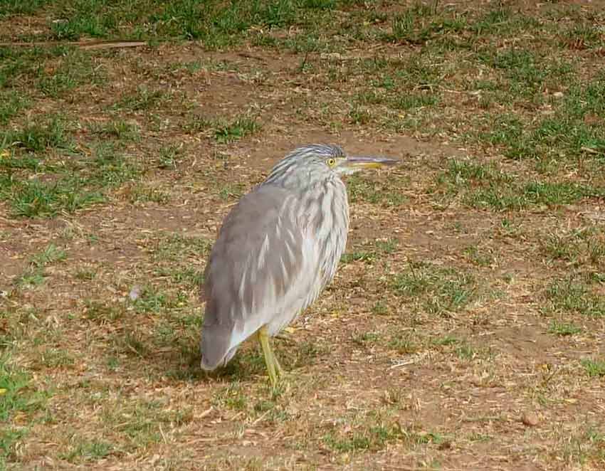 Indian-Pond-Heron-OOTI-018323742