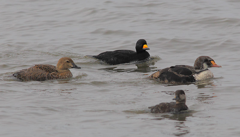 King-Eider-07233865
