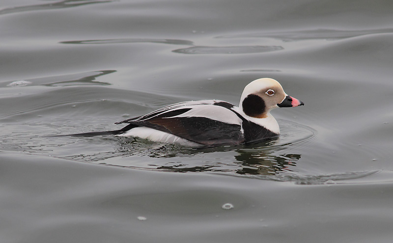 LTDuck-12103824