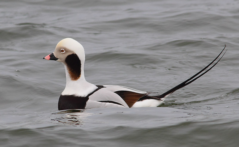 LTDuck-12933827