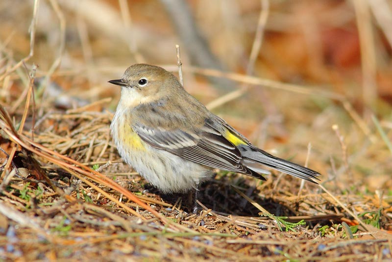 Myrtle-Warbler-25313783