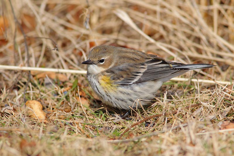 Myrtle-Warbler-26353784