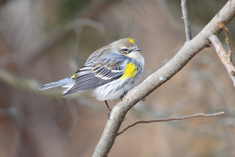Myrtle-Warbler-26883785