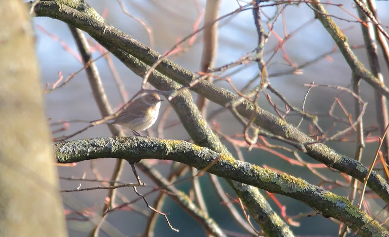 Myrtle-Warbler-40193781