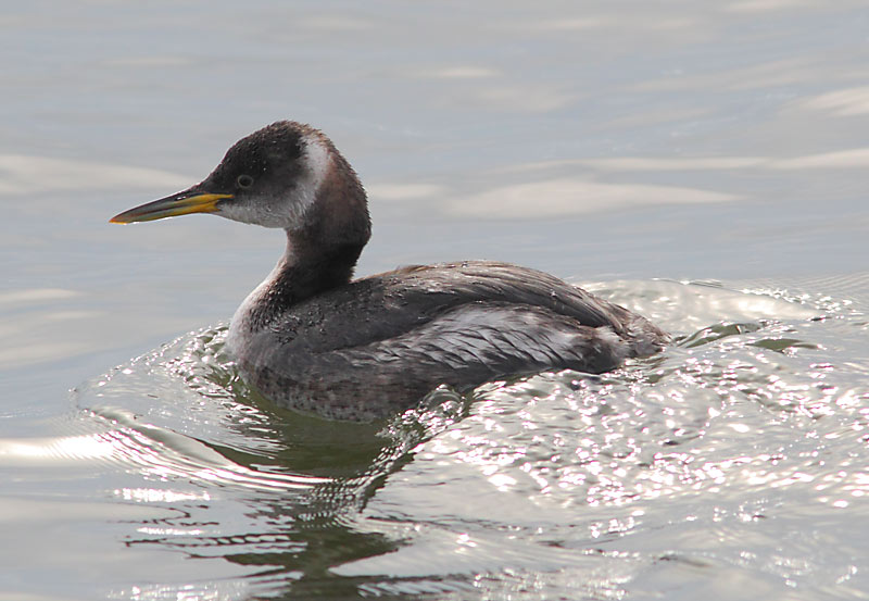 Red-necked-Grebe-10273858