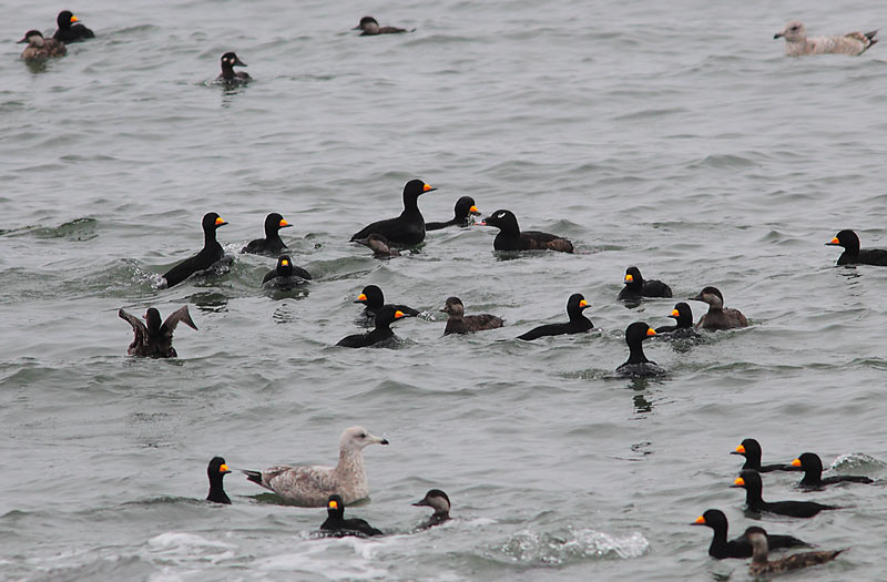 Scoter-18663835