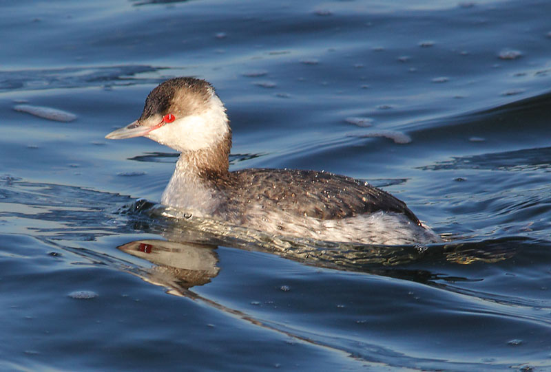 Slavonian-Grebe-35333863