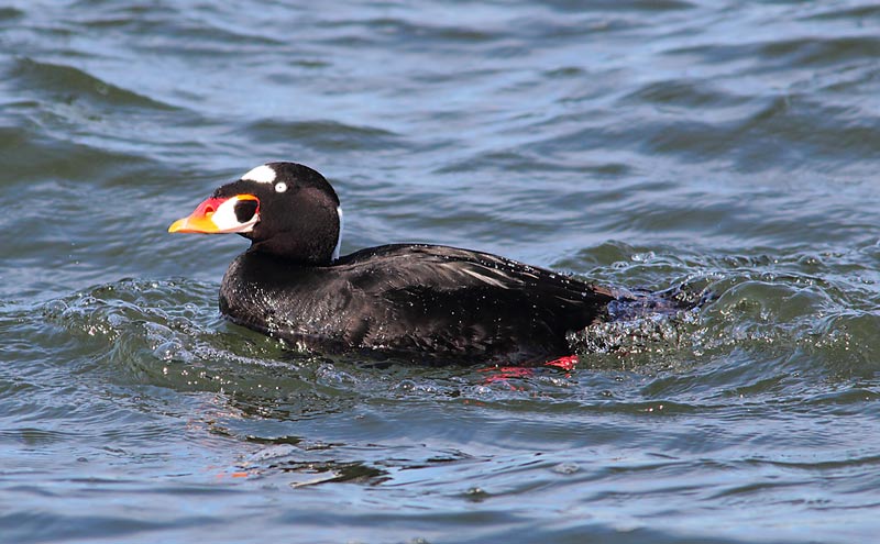 Surf-Scoter-32053842