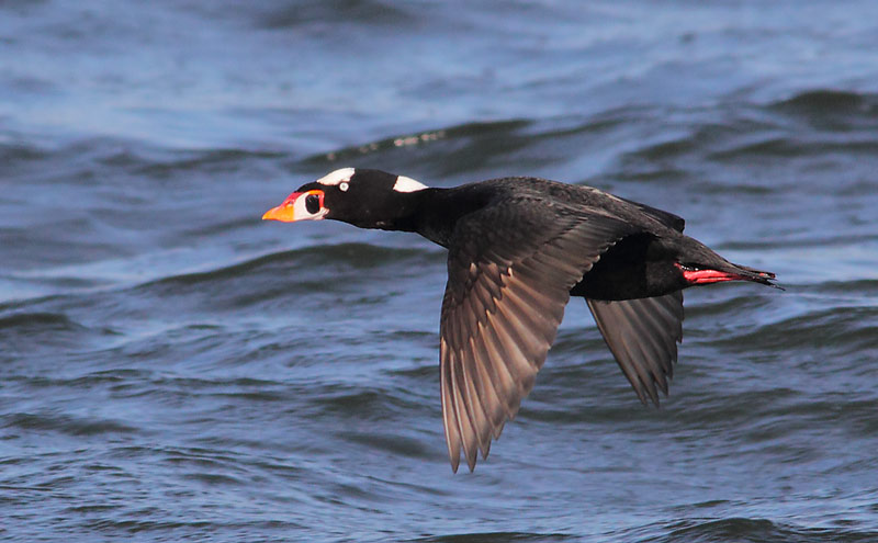 Surf-Scoter-32373844