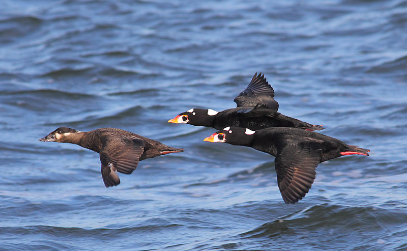 Surf-Scoter-33263846