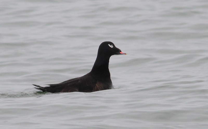WWScoter-drake-19913836