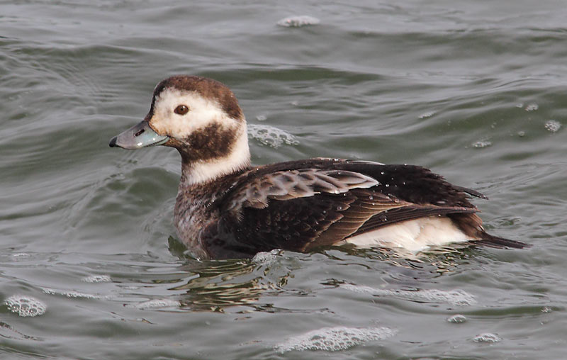 female-LTDuck-04793856