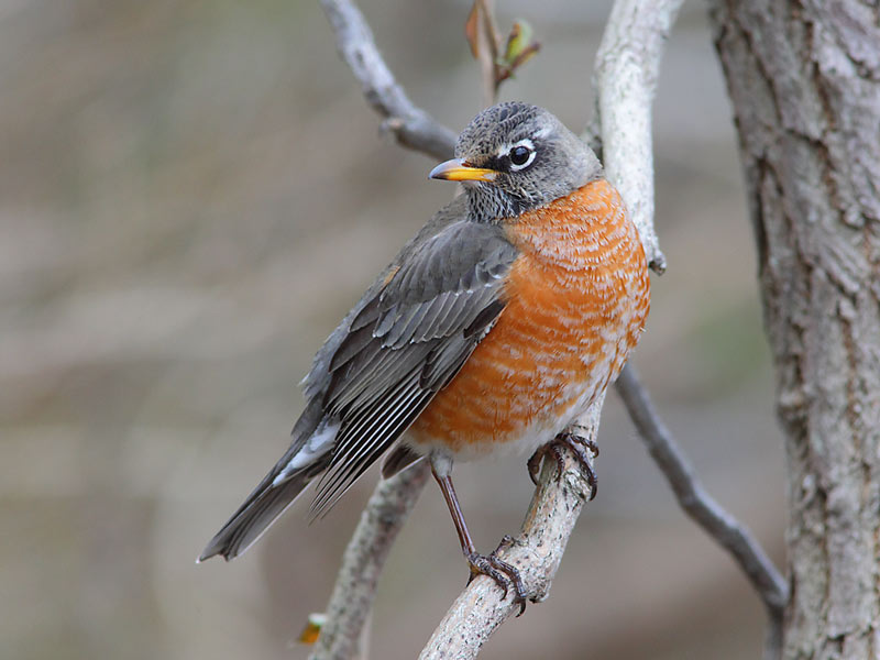 AMERICAN-ROBIN-14823982