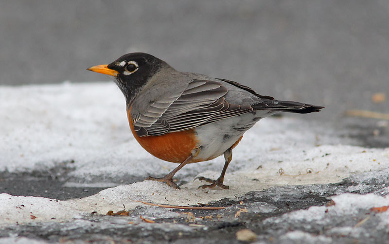 AMERICAN-ROBIN-17534006