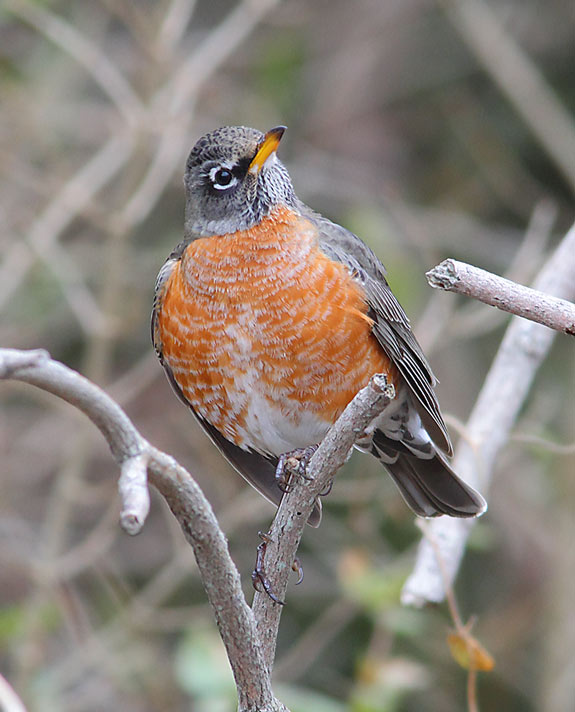 AMERICAN-ROBIN-1A-14573979