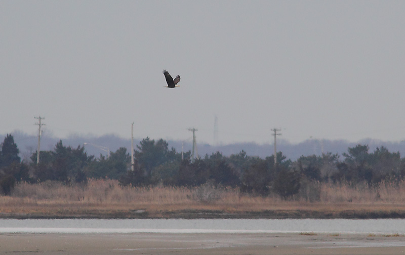 BALD-EAGLE-17724009