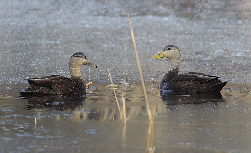 Black-Duck-21343932