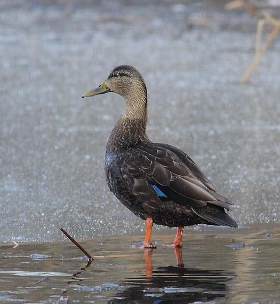 Black-Duck-21363933