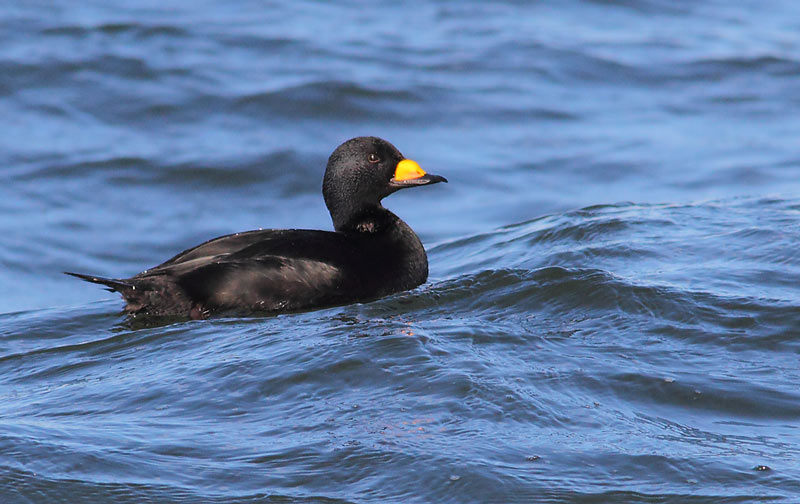 Black-Scoter-33733926