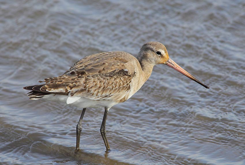 Black-T-Godwit-44214025