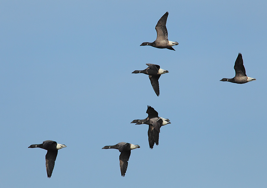 Brent-Geese-43164021
