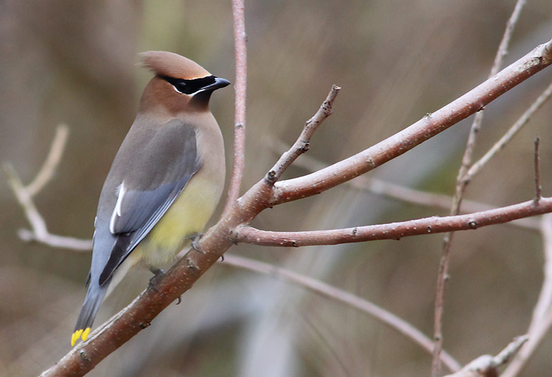 CEDAR-WAXWING-17093996