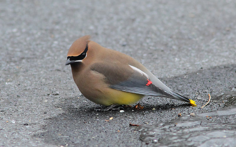 CEDAR-WAXWING-17254001