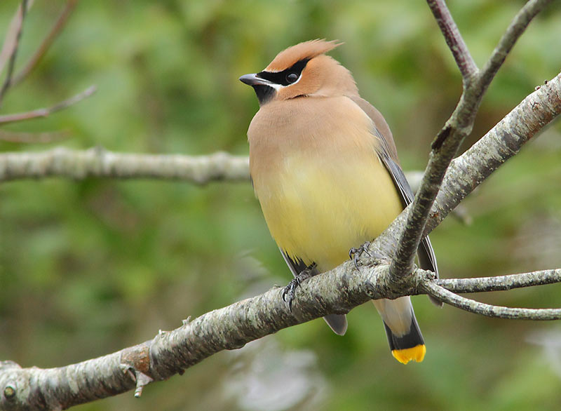 CEDAR-WAXWING-17324002