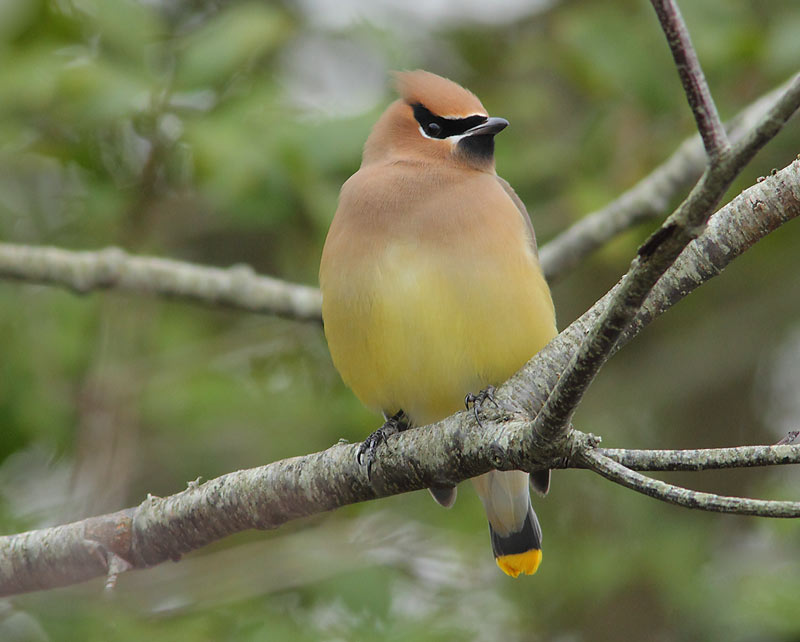CEDAR-WAXWING-17364004