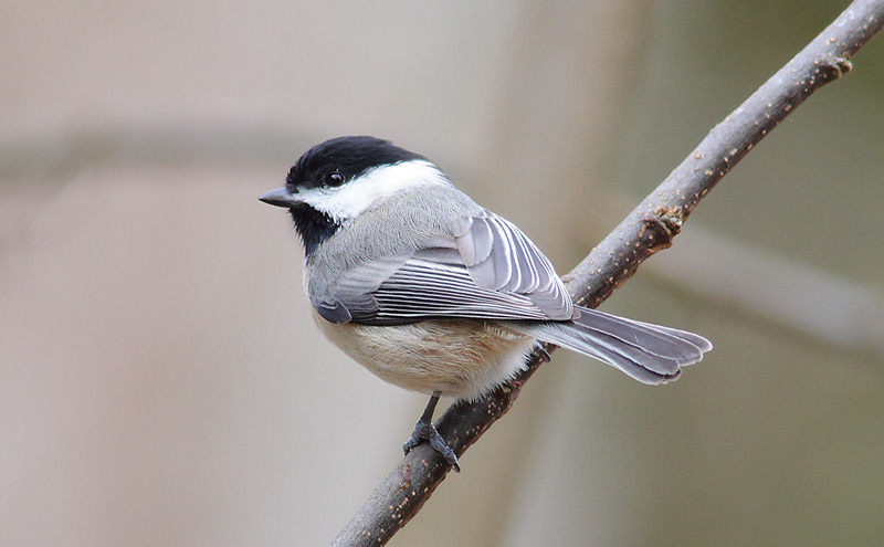 Carolina-Chickadee-39073899