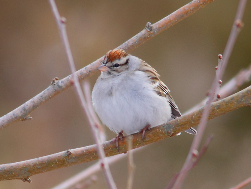 Chipping-Sparrow-22393940