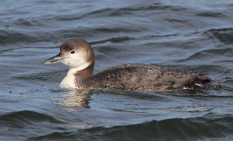 Common-Loon-30923923