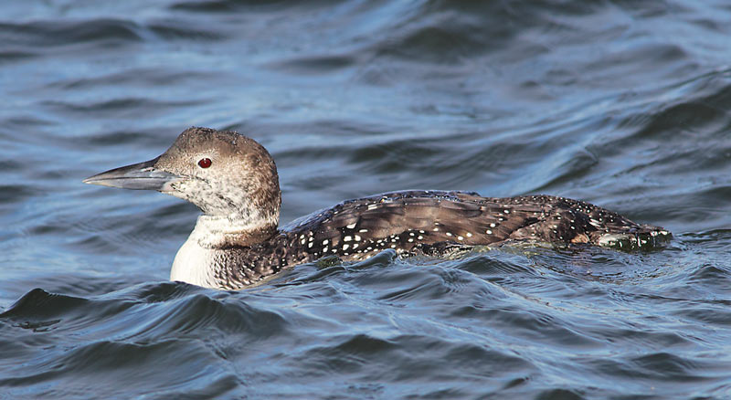 Common-Loon-32763925