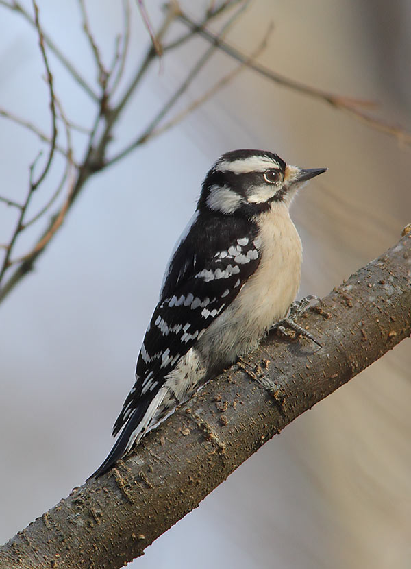 Downy-Woodpecker-23743949
