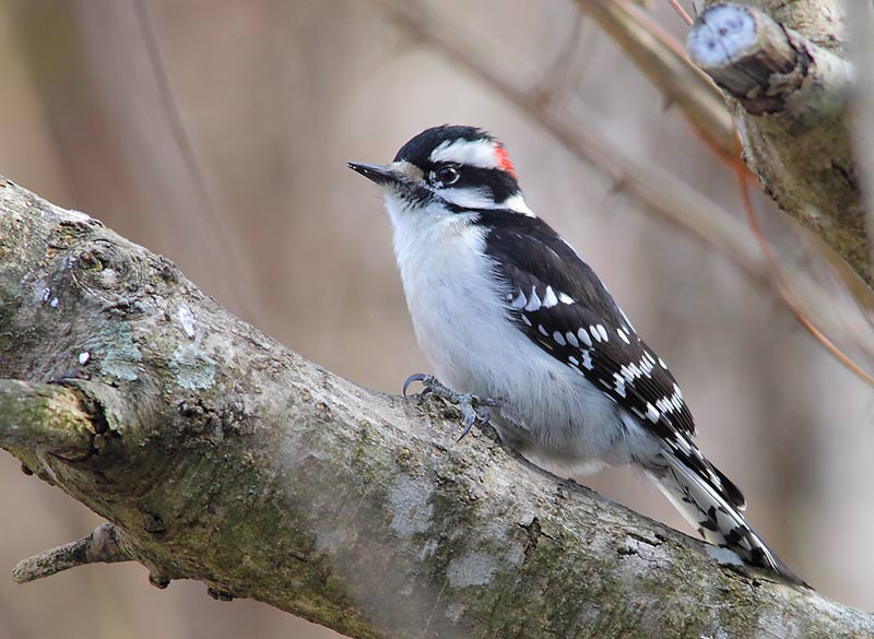 Downy-Woodpecker-24983959