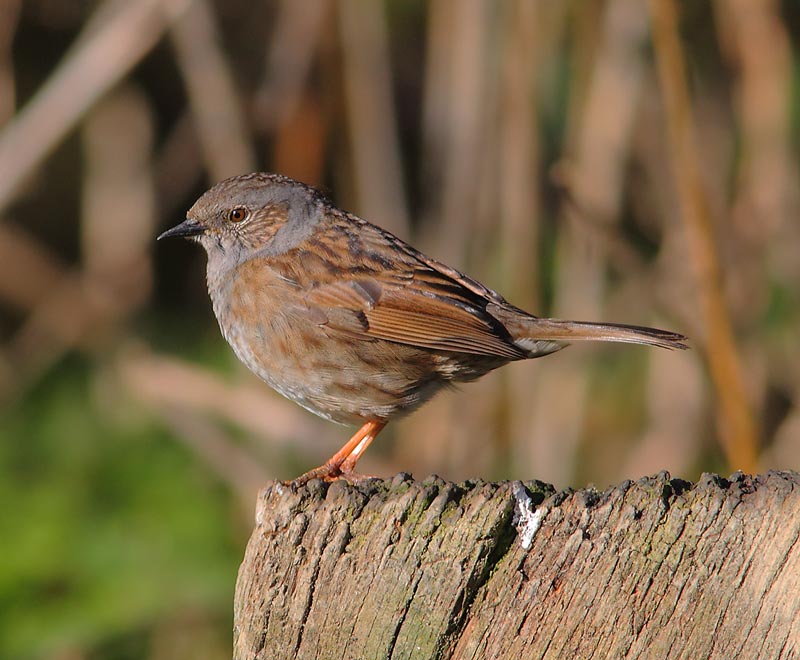 Dunnock-45974044
