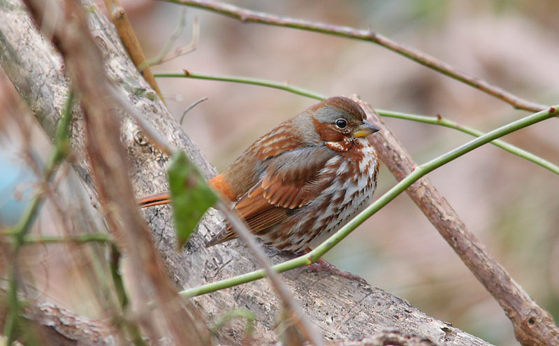 Fox-Sparrow-39473903