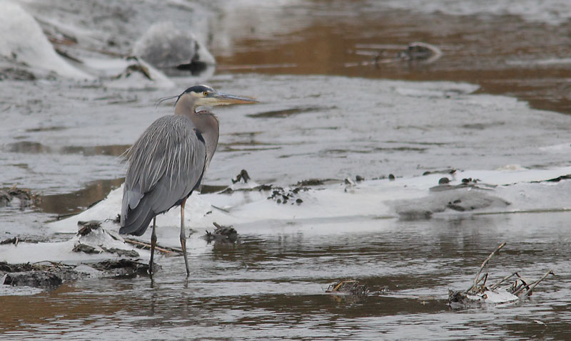 GREAT-BLUE-HERON-20264016